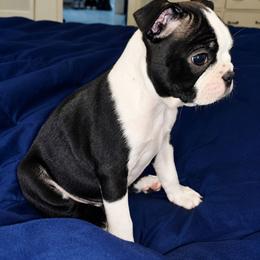 Girl 1 - Black and white female Boston Terrier puppy in Harrodsburg, Kentucky from Joey's Boston Terriers