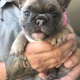 French Bulldog Puppies from Frenchies Of Central Oregon