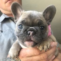 French Bulldog Puppies from Frenchies Of Central Oregon