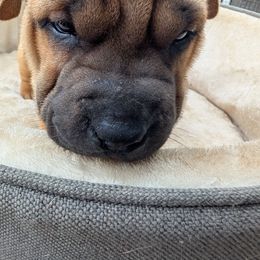 Girl - Fawn male Chinese Shar-Pei puppy in Autryville, North Carolina from T&D'S Razen Wrinkles Shar-pei