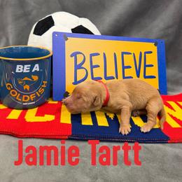 Jamie Tartt - Golden male Golden Retriever puppy in Salt Lake City, Utah from Soaring golden retrievers