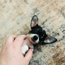 Boo - Black and white female Chihuahua puppy in Alvord, Texas from Gift of Gods Favor
