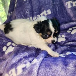 Minnie - Black and white female Chihuahua puppy in Attleboro, Massachusetts from Treasured Hearts Chihuahuas