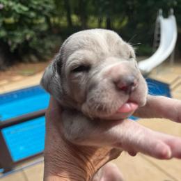 Blue merle1 light - Blue female Great Dane puppy in Greenville, South Carolina from Allen’s Ridge Ranch