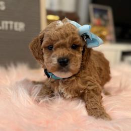 Elsa teal - Red  female Goldendoodle puppy in Shingle Springs, California from Creamy Retrievers