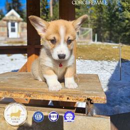 Kitty - Red female Pembroke Welsh Corgi puppy in Fortine, Montana from North Star Pembroke Welsh Corgi's
