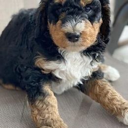Bearded Retriever, Bernedoodle, Double Doodle, and Poodle Puppies from Doodle Belle Puppy