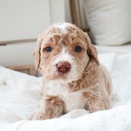 Saddle Club - Cream male Goldendoodle puppy in Savannah, Georgia from Vino and Vespa Doodles