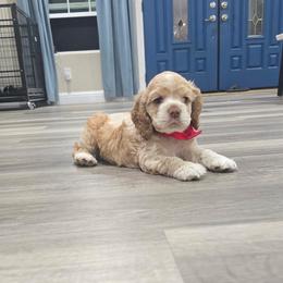 Cocker Spaniel Puppies from Sweetheart Cockers