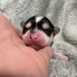 Celeste - Black and white female Pomsky puppy in Valparaiso, Indiana from Valparaiso Pomskys