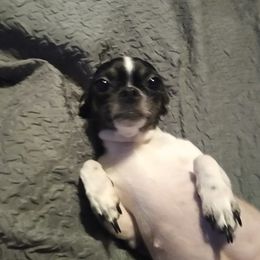 Chihuahuas from Little Lucys Chihuahuas