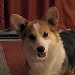 Riley  - Pembroke Welsh Corgi