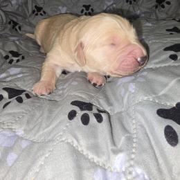 Boy 3 - Light golden male Golden Retriever puppy in Savannah, Georgia from Golden Point Retrievers