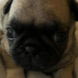 Pugs from Sherry's Pugs
