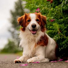 Odin - Nederlandse Kooikerhondje