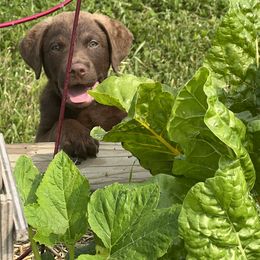 Chesapeake Bay Retriever Puppies from Rebecca's Chesapeake Bay Retrievers