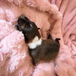 Amber - Sable and white female Shetland Sheepdog puppy in Chaplin, Connecticut from Mystic Moon