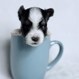 Potatoe - Black tan and white female Biewer Terrier puppy in Cartersville, Georgia from Alpha Tiny Paws
