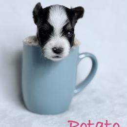 Potatoe - Black tan and white female Biewer Terrier puppy in Cartersville, Georgia from Alpha Tiny Paws
