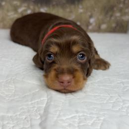Opie - Chocolate and cream male Dachshund puppy in Jacksonville, Florida from Duval Doxies