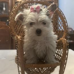 Yorkshire Terrier puppies from Shirley's Yorkipoos and Yorkshire Terriers