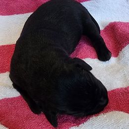 Girl 1 - Black female Labrador Retriever puppy in Crockett, Texas from Cross Creek Kennels, Inc