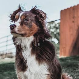 Miniature Australian Shepherds and Toy Australian Shepherds from AC Aussies