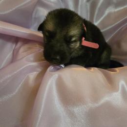 Shiloh Shepherd Puppies from Heritage Shilohs