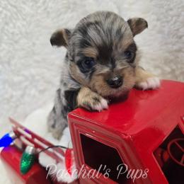 Skittles - Merle male Chihuahua puppy in Bowdon, Georgia from Paschal's Pups