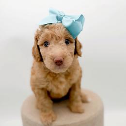 Whitney - Apricot female Goldendoodle puppy in North Carolina from Tuxedo Mountain Doodles