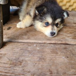 Pomsky Puppies from VooDoux Farms