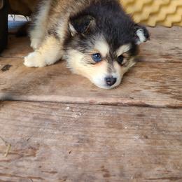 Pomsky Puppies from VooDoux Farms