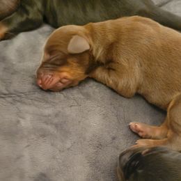 Yellow collar - Red and rust female Doberman Pinscher puppy in Byron Center, Michigan from Steel Haus Dobermans