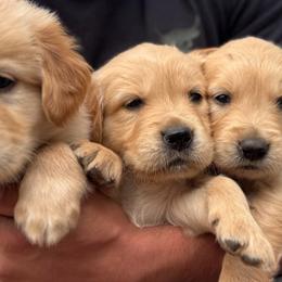 Boy 8 - Golden male Golden Retriever puppy in Tyler, Texas from Cedar Hollow Retrievers