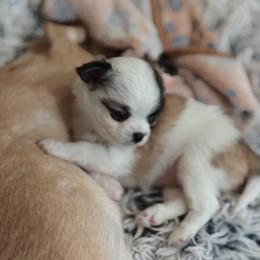 Dolly - Chocolate and white female Chihuahua puppy in Gray, Louisiana from Chi Chi's Place LLC