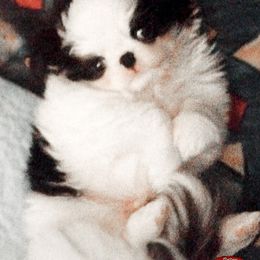 Japanese Chin Puppies from Mystike Japanese Chin