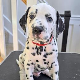 Dalmatian Puppies from Spotted Theory