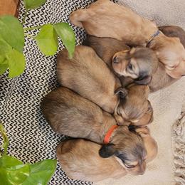 Dachshund Puppies from Dogwood Acre Dachshunds