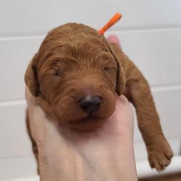 Orange Collar - Red  female Poodle puppy in Colorado Springs, Colorado from Silly's Standard Poodles