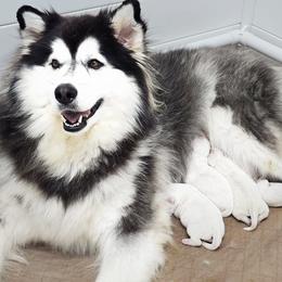 Siberian Husky puppies from Blue Moon Huskies