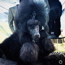 Jolie - Poodle