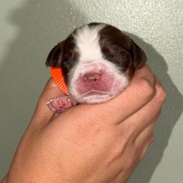 Tide - Liver white and tan male English Springer Spaniel puppy in Williston, Florida from Parks Paradise Springers