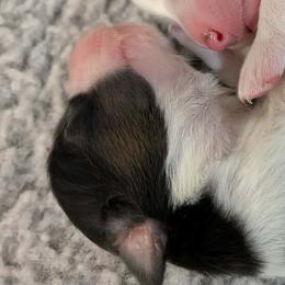 Boy 3 - Black tri-color male Australian Shepherd puppy in Kittanning, Pennsylvania from Shadomoon