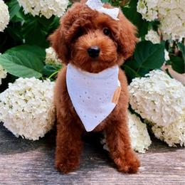 Thea - Red  female Poodle puppy in Morehead, Kentucky from Paw Perfect Pets