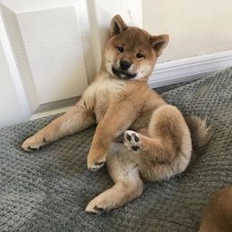 Shiba Inu Puppies from Absolute Shibas