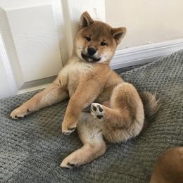 Shiba Inu Puppies from Absolute Shibas