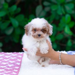 Willow - Parti female Goldendoodle puppy in Fort Myers, Florida from Corgis & Doodles