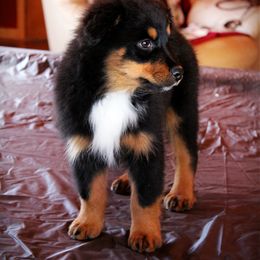 Australian Shepherd Puppies from Libre Winds Australian Shepherds