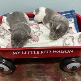 Blue female 2 - White and blue female Teddy Roosevelt Terrier puppy in Russellville, Kentucky from Mud-E Acres Kennel