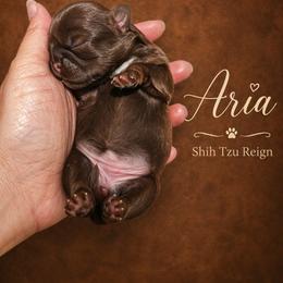 Aria - Liver female Shih Tzu puppy in Kempner, Texas from Shih Tzu Reign